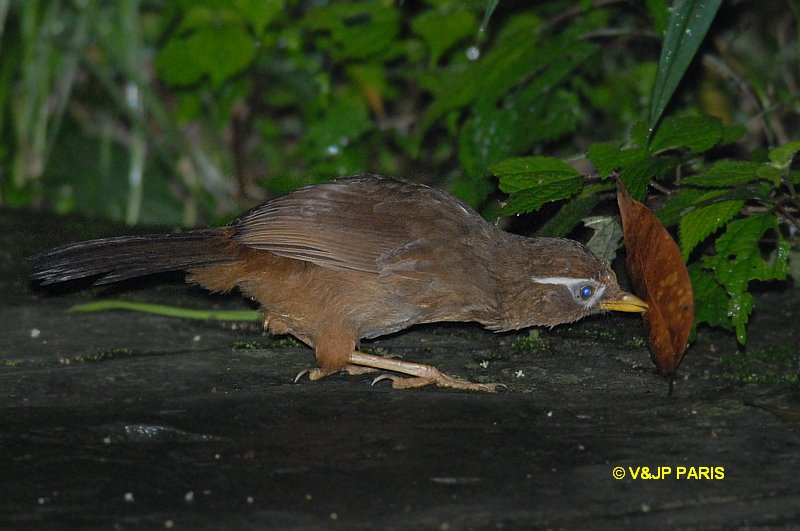 Garrulax canorus