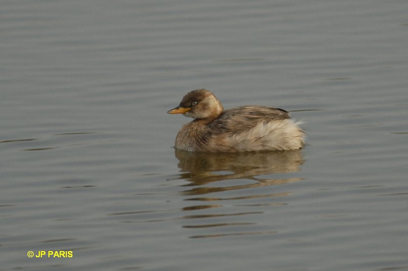Tachybaptus ruficollis