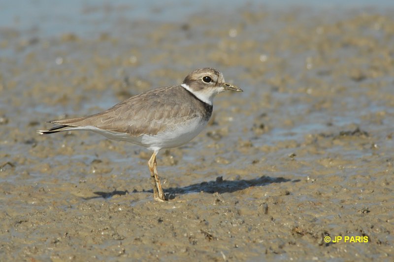 Charadrius placidus