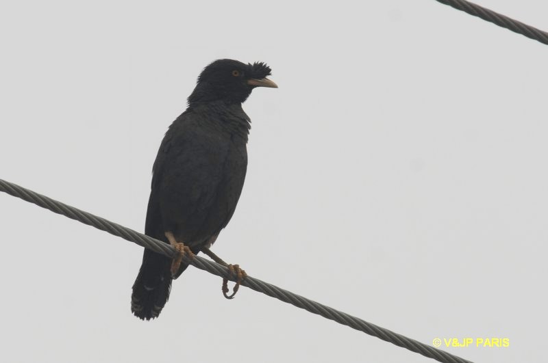Acridotheres cristatellus
