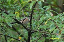 Mésange de Blyth
