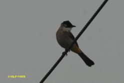 Bulbul à poitrine brune
