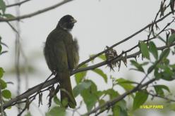 Bulbul à semi-collier