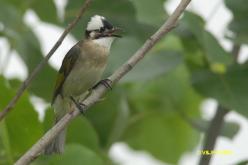 Bulbul de Chine