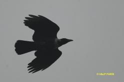 Corbeau à collier