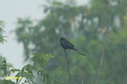 Drongo à crinière