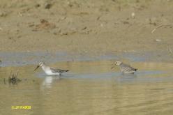 Bécasseau variable