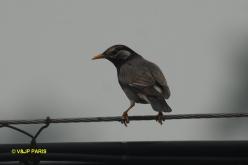 Étourneau gris