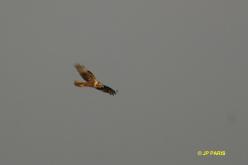 Buse variable
