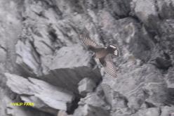 Hirondelle de rochers