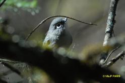 Allotrie verte