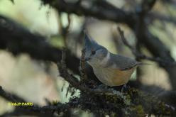 Mésange brune