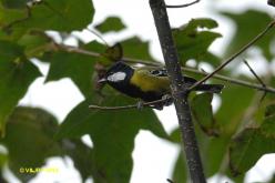 Mésange montagnarde