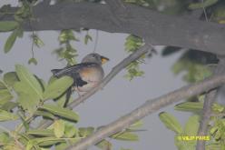 Gros-bec migrateur
