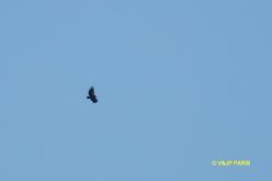 Vautour de l'Himalaya