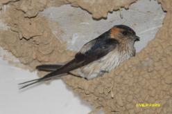 Hirondelle rousseline