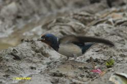Hirondelle rustique