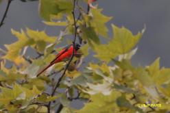 Minivet rouge