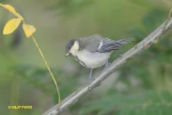 Mésange charbonnière
