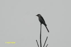 Minivet de Swinhoe