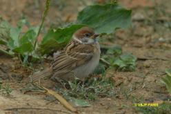 Moineau friquet