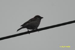 Moineau rutilant