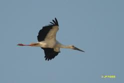 Cigogne orientale