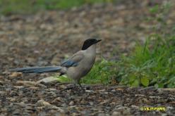 Pie bleue