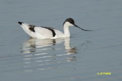 Avocette élégante