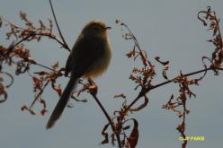 Prinia simple