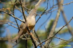 Yuhina à gorge striée