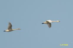 Cygne siffleur