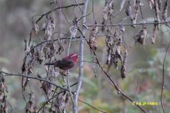 Roselin vineux