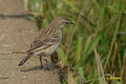 Pipit spioncelle