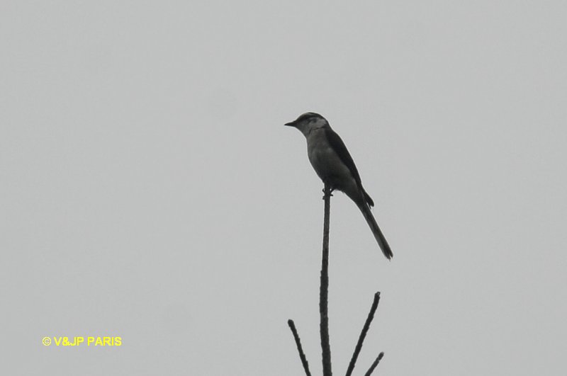 Pericrocotus cantonensis