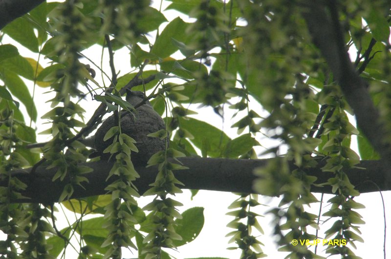 Pericrocotus cantonensis