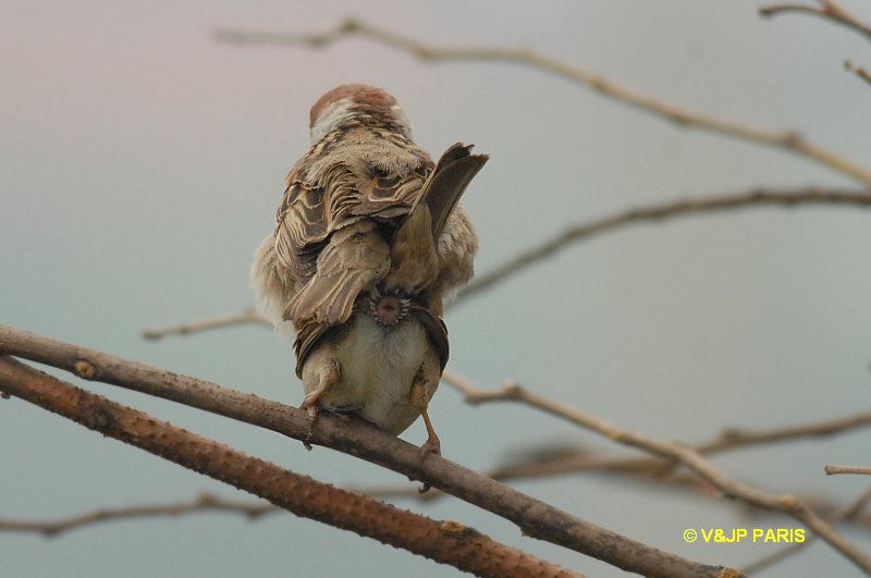 Passer montanus