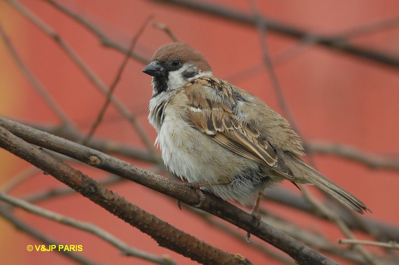 Passer montanus