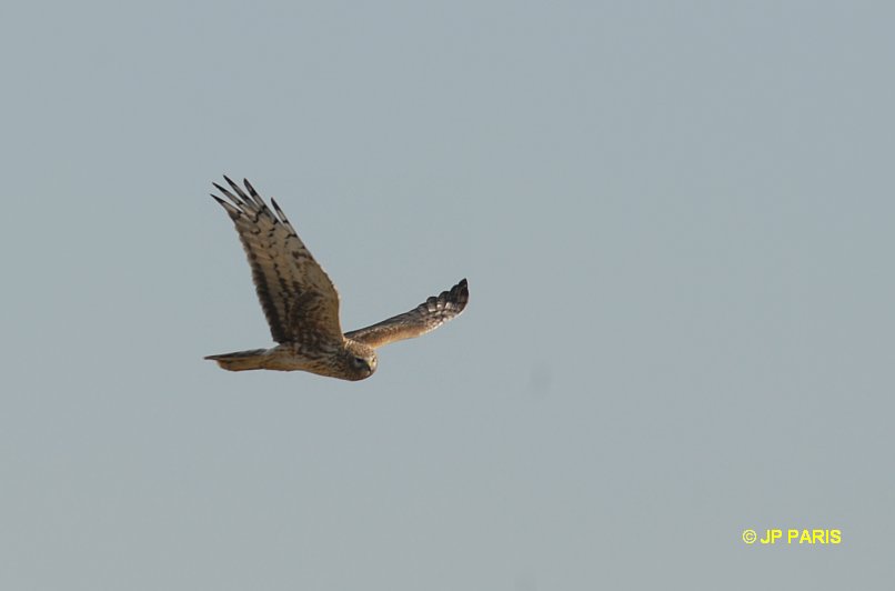 Northern Harrier