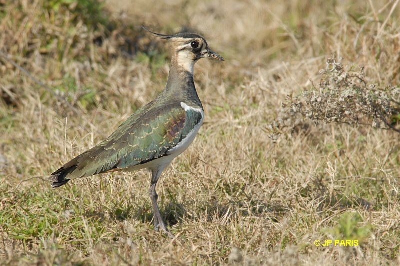 Vanellus vanellus