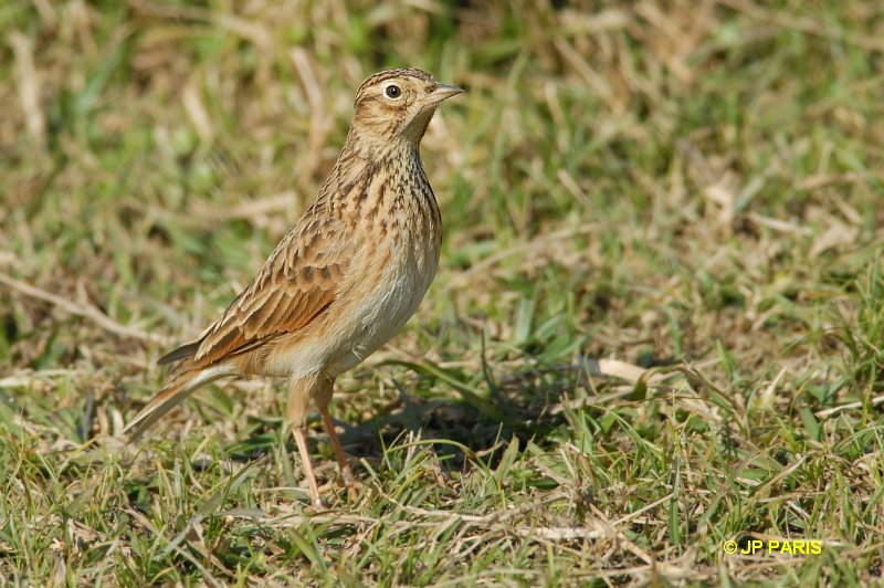 Alouette gulgule