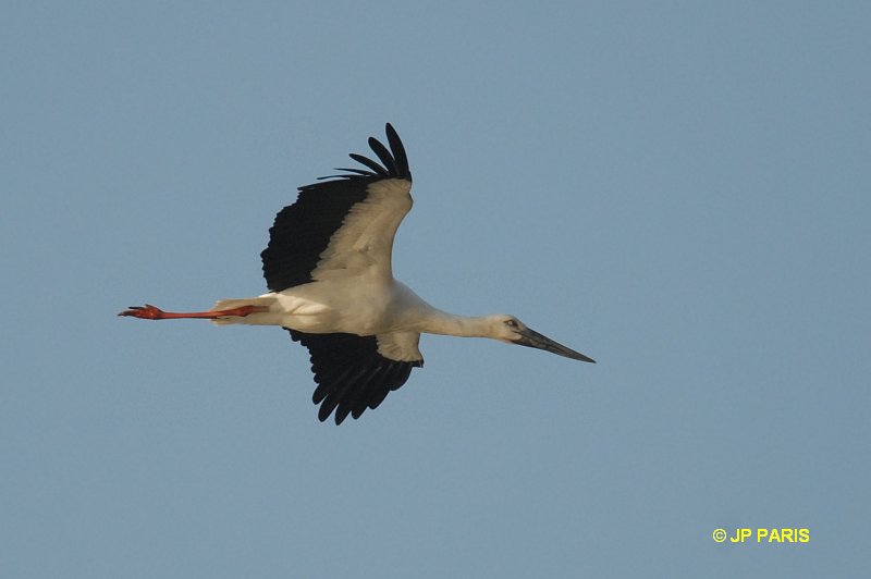 Cigogne orientale