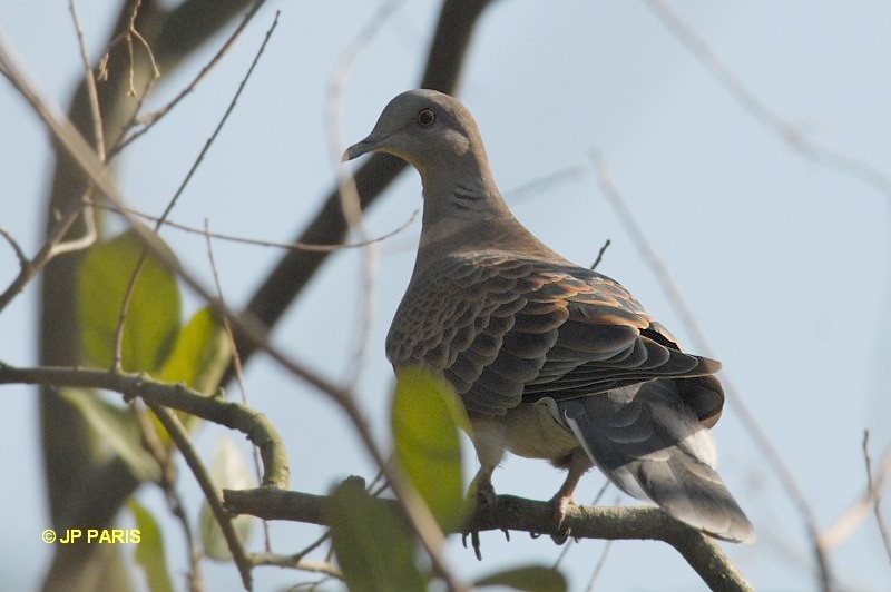 Streptopelia orientalis