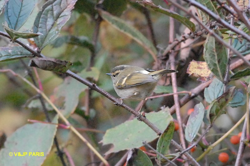 Phylloscopus proregulus