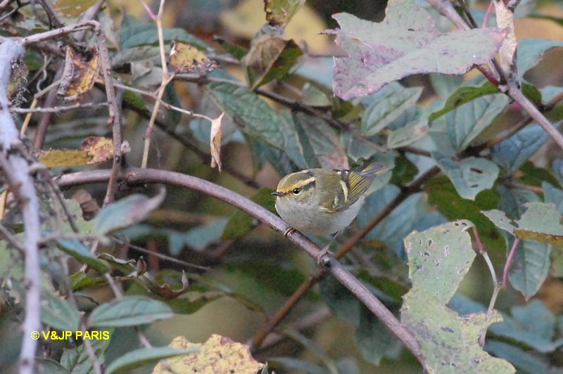 Phylloscopus proregulus