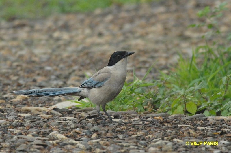 Cyanopica cyanus