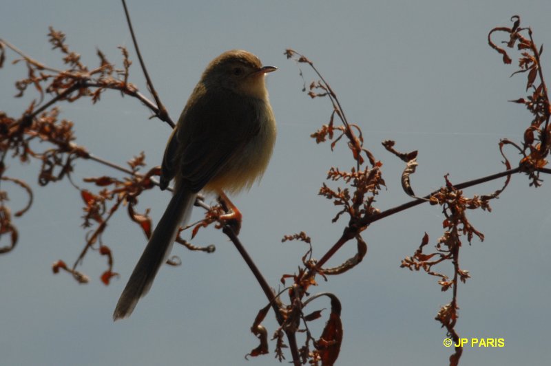 Prinia simple