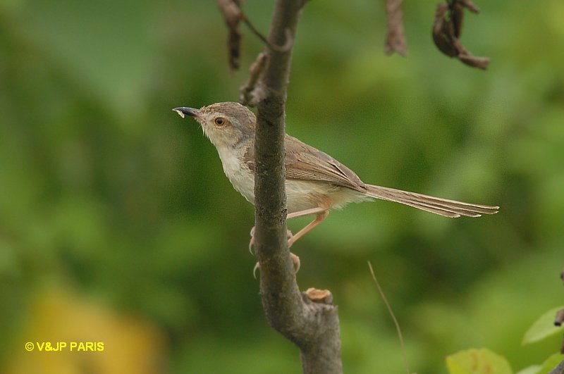 Prinia simple