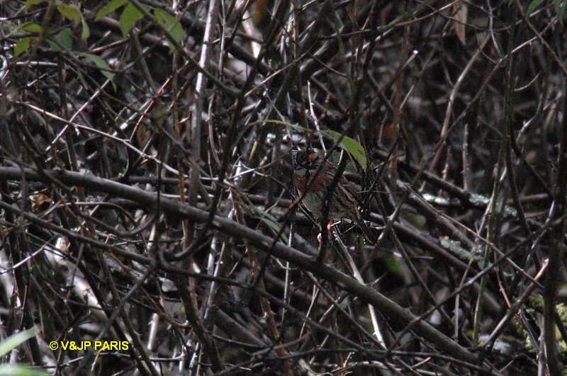 Rufous-breasted Accentor