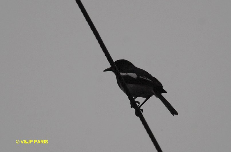 Copsychus saularis